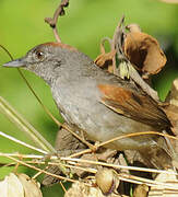 Pale-breasted Spinetail