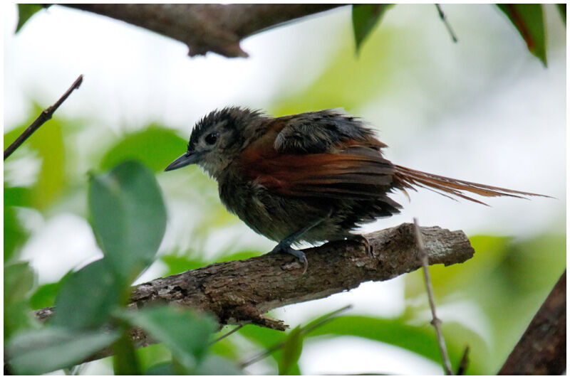 Plain-crowned Spinetailsubadult