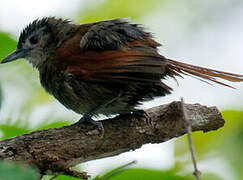 Plain-crowned Spinetail