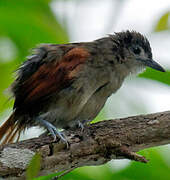 Plain-crowned Spinetail