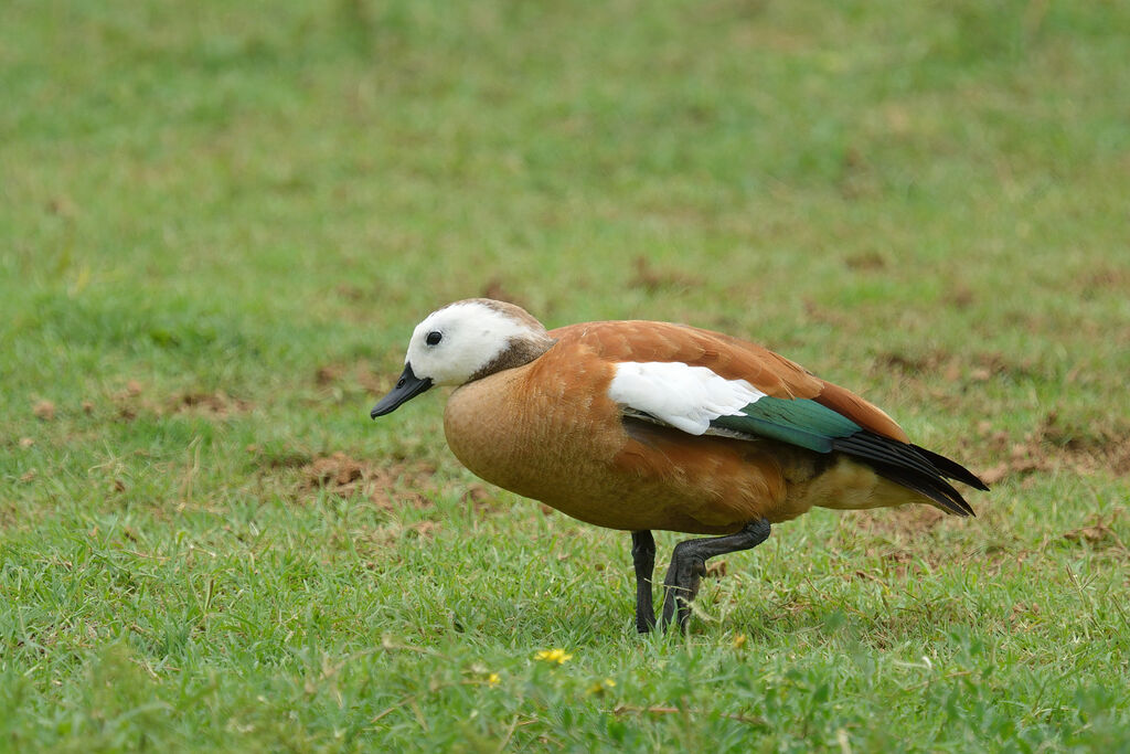 South African Shelduck female adult