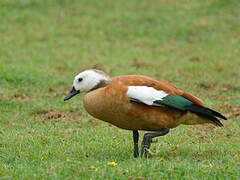 South African Shelduck