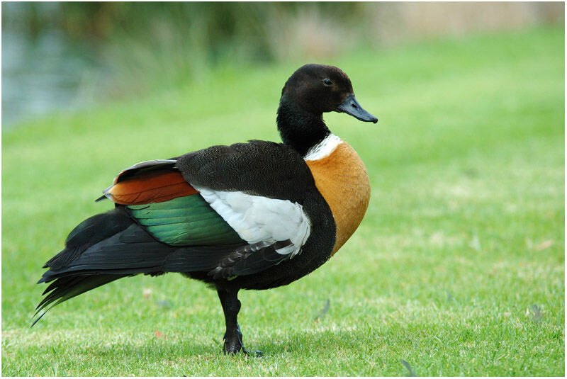 Australian Shelduck male adult breeding