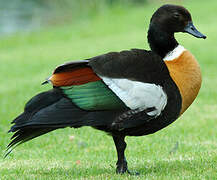 Australian Shelduck