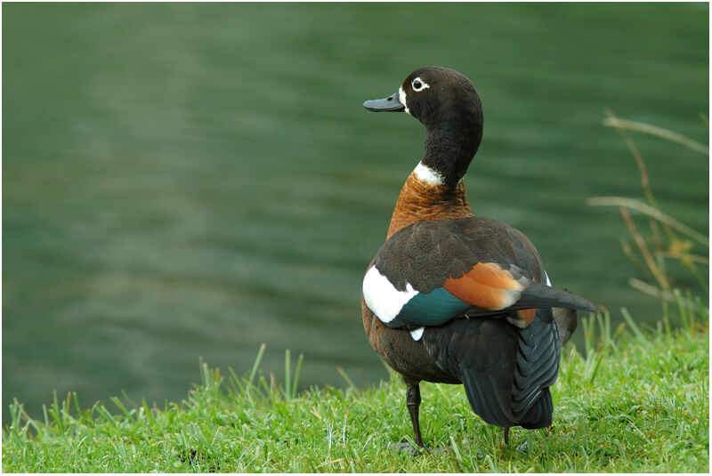 Australian Shelduck female adult breeding