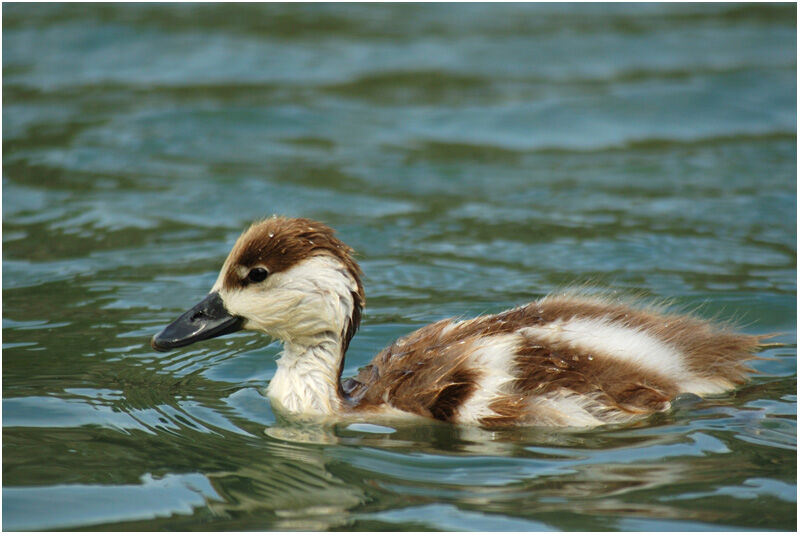 Australian ShelduckFirst year