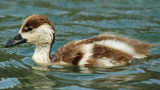 Australian Shelduck