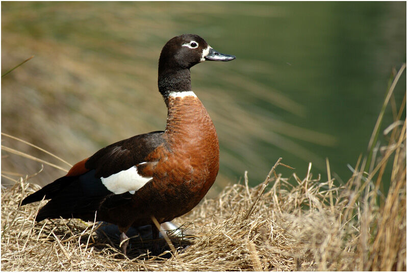 Australian Shelduck female adult