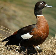 Australian Shelduck