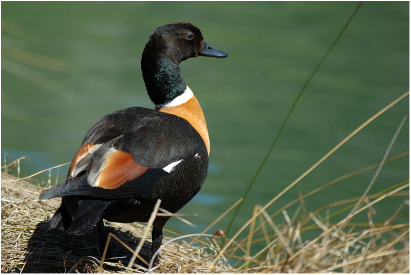 Australian Shelduck male adult