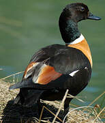 Australian Shelduck