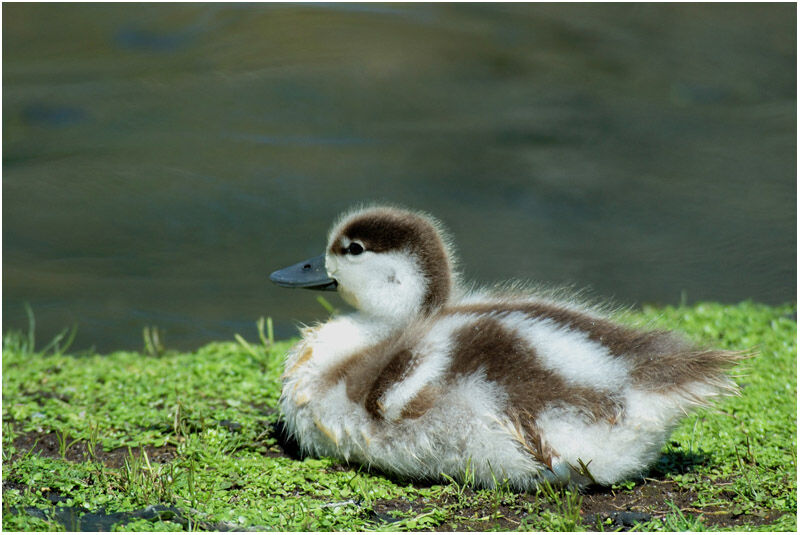 Australian Shelduckjuvenile