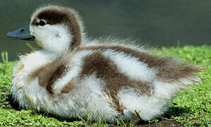 Australian Shelduck