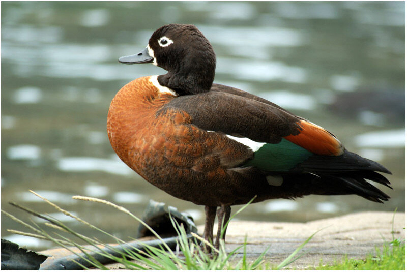 Australian Shelduck female adult breeding