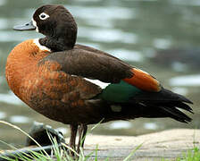 Australian Shelduck