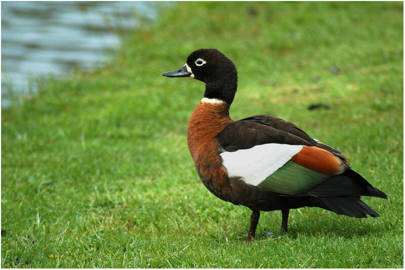 Australian Shelduck female adult breeding