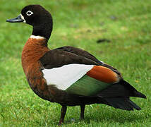 Australian Shelduck