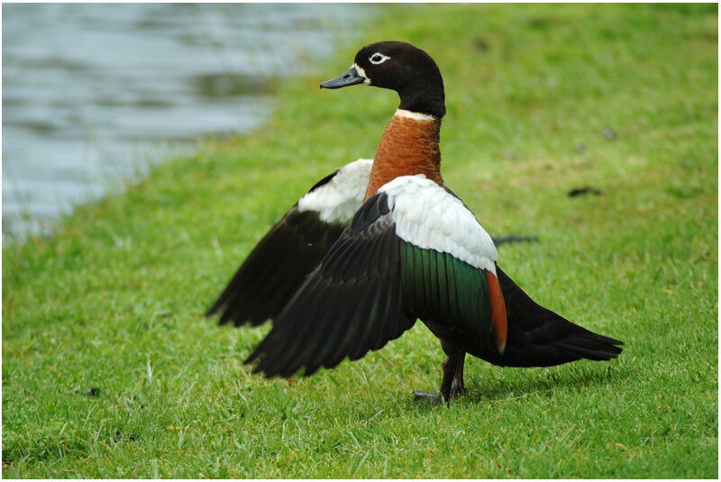 Australian Shelduck female adult breeding