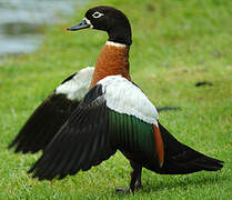 Australian Shelduck