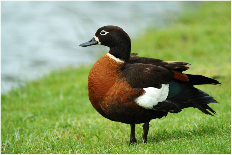 Australian Shelduck female adult breeding