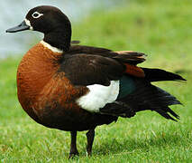 Australian Shelduck