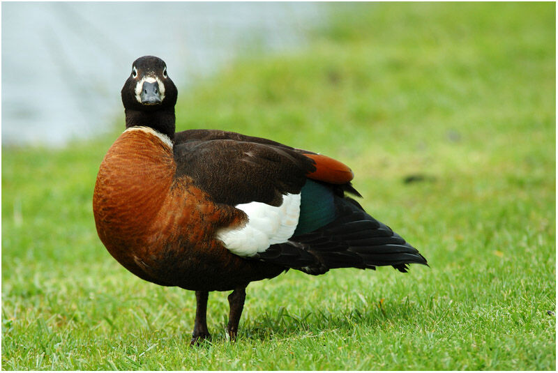 Australian Shelduck female adult breeding