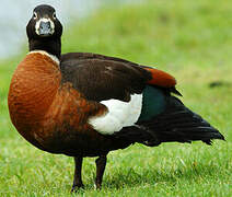 Australian Shelduck