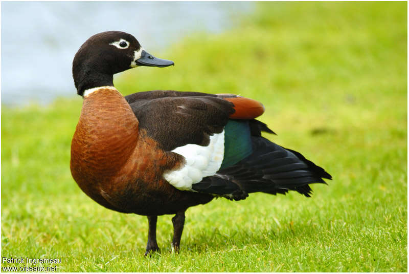 Australian Shelduck female adult breeding, identification