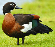 Australian Shelduck