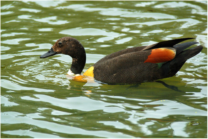 Australian Shelduck male adult breeding