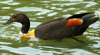 Australian Shelduck