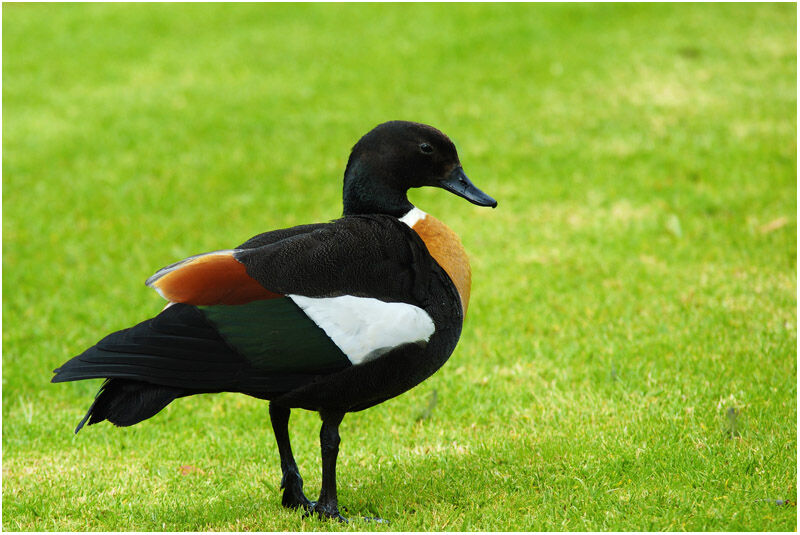 Australian Shelduck male adult breeding