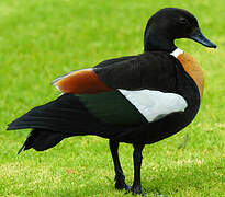 Australian Shelduck