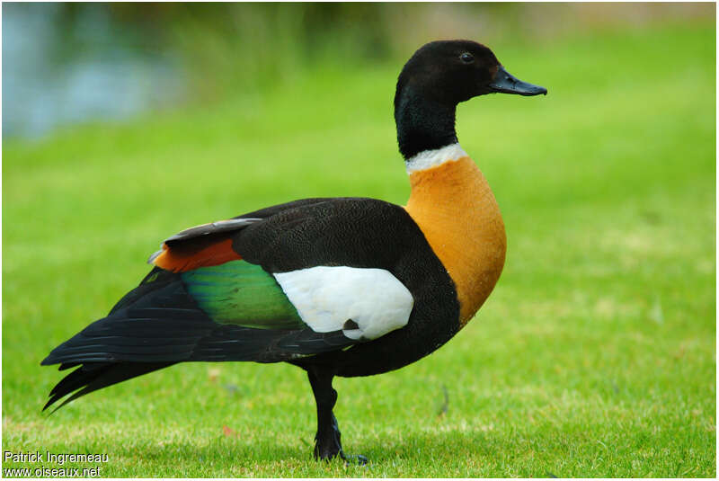 Australian Shelduck male adult breeding, identification