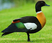 Australian Shelduck