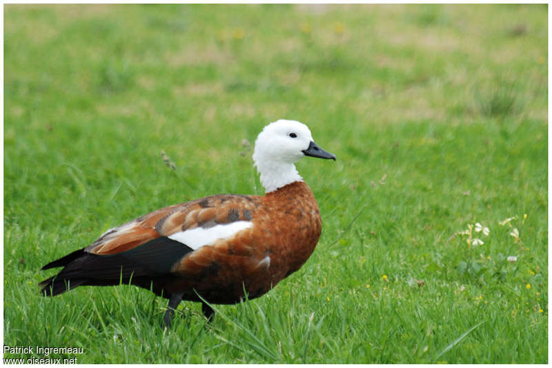 Paradise Shelduck female adult, pigmentation