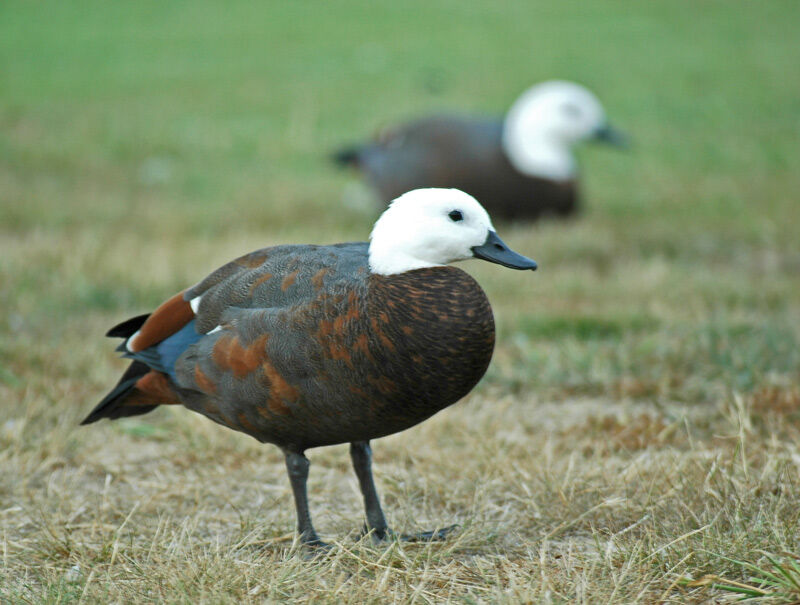 Paradise Shelduck