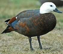 Paradise Shelduck