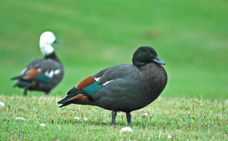 Paradise Shelduck