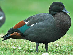 Paradise Shelduck