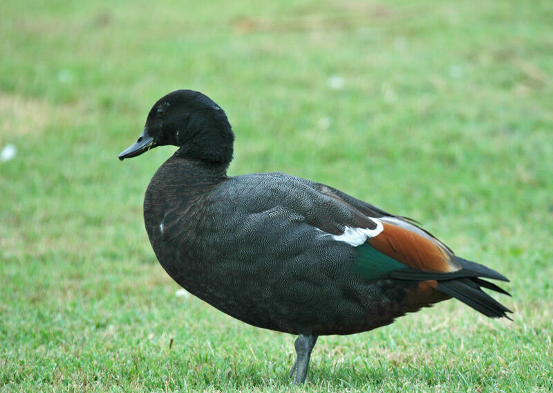 Paradise Shelduck