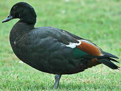 Paradise Shelduck