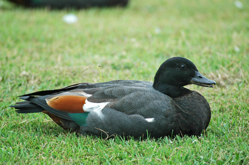 Paradise Shelduck