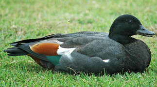 Paradise Shelduck