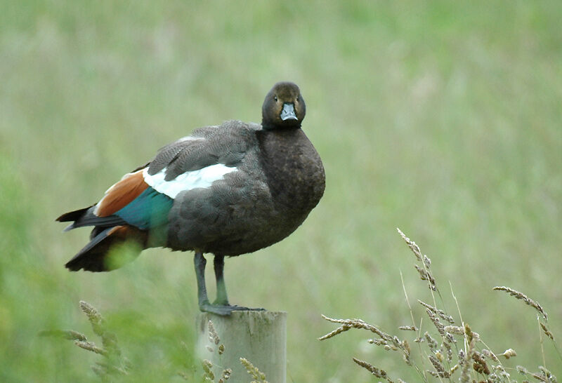 Paradise Shelduck