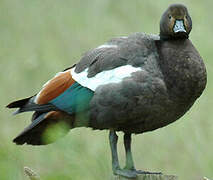 Paradise Shelduck