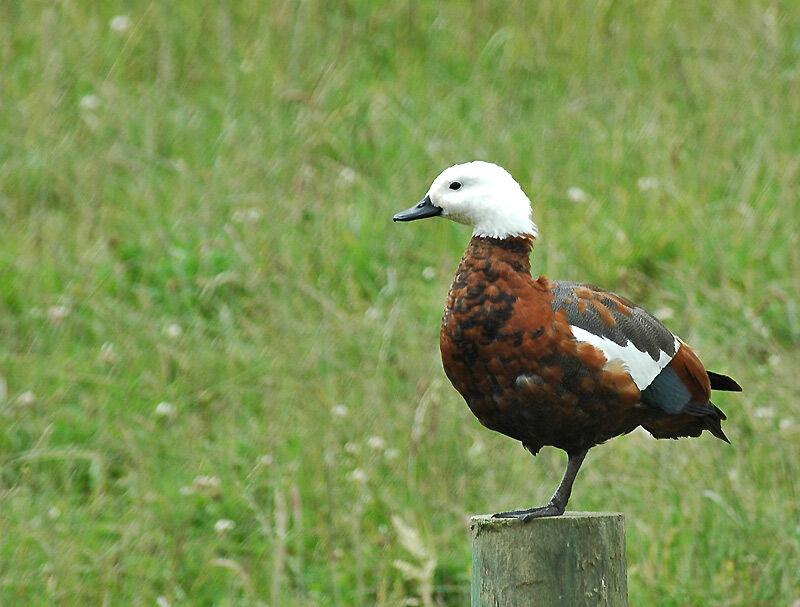 Paradise Shelduck