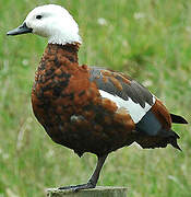 Paradise Shelduck