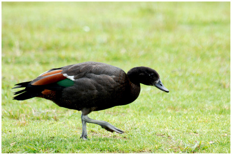 Paradise Shelduck male adult