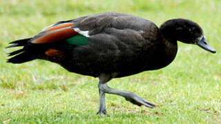 Paradise Shelduck